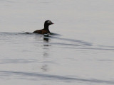 IJseend - Long-tailed Duck - Clangula hyemalis