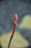 New shoots from Red Yucca
