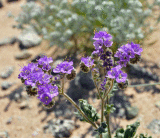 Purple wild flowers 3/30/10