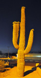 saguaro-blooming (Night picture)