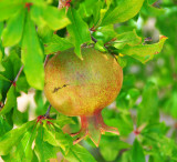 fruit-tree