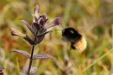 92 Bombus polaris (polarhumla)  Njulla (T lpm) 080712 S. Lithner.jpg