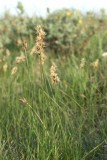 20 Carex praecox (rysstarr) Stenåsa (Öl) Sweden 070524 S. Lithner.jpg