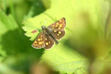 49 Carterocephalus palaemon (gulflckig glanssmygare) Jmtkrogen (Jmt) 070625 S. Lithner.jpg