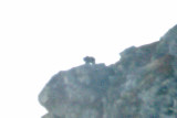87 Ursus arctos (brunbjörn) Dalsvallen (Hjd) 071005 S. Lithner.jpg