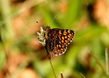 24 Hamearis lucina gullvivefjril male Tveta l 090521. Photo  Stefan Lithner