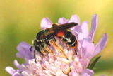 50 Andrena hattorfiana vddsandbi  female Brabygd  Ronneby kn 090628. Photo  Stefan Lithner