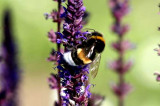 92 Bombus terrestris mrk jordhumla Lenstad  l 090701. Photo  Stefan Lithner