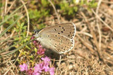 112 Maculinea arion svartflckig blvinge Lyngsj Sk 090714. Photo  Stefan Lithner