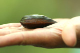 Unio crassus tjockskalig mlarmussla Mrtstrmmen  Ronneby kn Bl 090823. Photo  Stefan Lithner