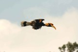 Male Great Hornbill returning to female with selected fruit. Kaeng Krachan NP Thailand 100127. Strefan Lithner