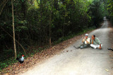 They soon became bolder. Siamese Fireback Sakaerat Biosphere Reserve Thailand 100131. Photo Ms Jan (Pitchaya Janhom)