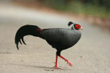 More birds entered the scene. Siamese Fireback Sakaerat Biosphere Reserve Thailand 100131. Photo Stefan Lithner