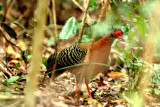 Female Siamese Fireback staying behind in the forest. Sakaerat Biosphere Reserve Thailand 100131. Photo Stefan Lithner