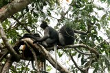 Dusky Langur  (Trachypithecus obscurus) Kaeng Krachan NP Thailand 100127. Stefan Lithner