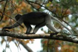 Dusky Langur  (Trachypithecus obscurus) Kaeng Krachan NP Thailand 100127. Stefan Lithner