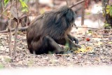 Stump-tailed Macaque (Macaca arctoides) Ta Yang Thailand 100130  Stefan Lithner