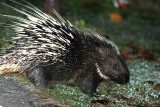 Malayan Porcupine (Hystrix brachyura) Khao Yai NP Thailand 100131 Stefan Lithner