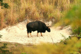 Gaur (Bos gaurus)  Khao Yai NP Thailand 100201. Stefan Lithner
