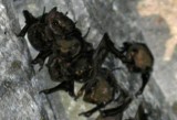 Black-bearded Tomb Bat (Taphozous melanopogon) Ankor Wat  Cambodia 100207. Stefan Lithner