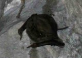 Theobalds Tomb Bat (Taphozous theobaldi) Ankor Wat Cabodia 100227. Stefan Lithner