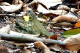 Common Butterfly-lizard (Leiolepis belliana) Koh Mai Nai Thailand 100124. Stefan Lithner