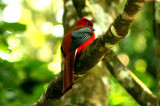 Red-headed Trogon Kaeng Krachan NP Thailand 100128. Stefan Lithner