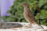 Female House Sparrow