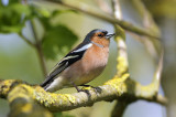 Male Chaffinch