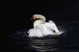 Mute Swan