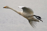 Whooper Swan BIF