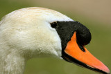 Mute Swan Head