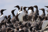 Guillemots