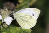 Green-Veined White