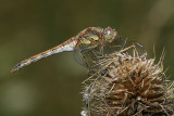 Common Darter