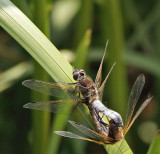 Scarce Chasers Mating