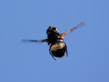 Hover Fly Volucella pellucens