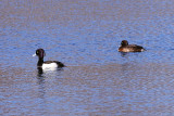 Tufted Ducks