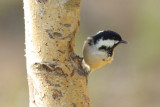 Coal Tit