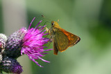 Small Skipper