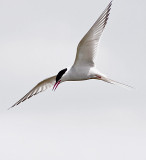 Arctic Tern