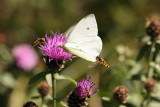 Small White and Hoverflies