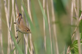 Reed Warbler