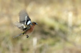 Chaffinch