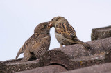 Sparrows