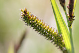 Carex rostrata Sedge