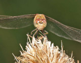 Common Darter