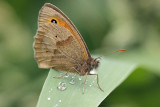 Meadow Brown