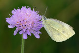 Small White