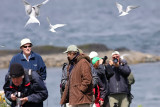 Arctic Terns Attack